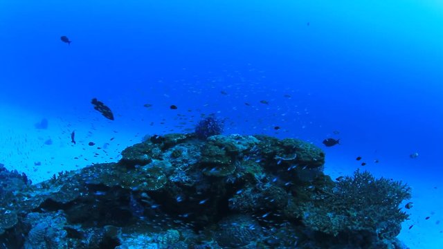 Underwater footage in blue ocean with sea fish