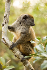 Lesser bamboo lemur, Hapalemur griseus, in nature, Madagascar