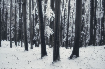 trees and snow in forest in winter