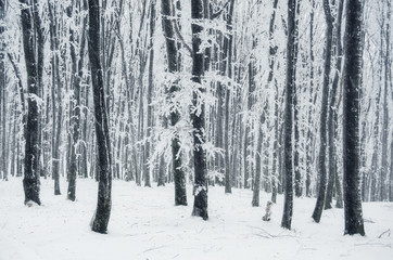 winter forest background