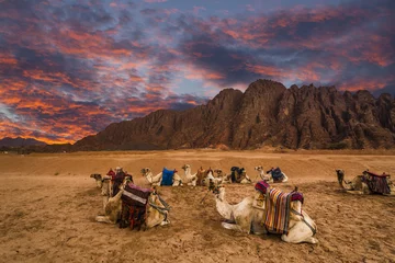 Photo sur Aluminium Chameau Beaucoup de chameaux sur fond de paysage désertique et de s dramatiques