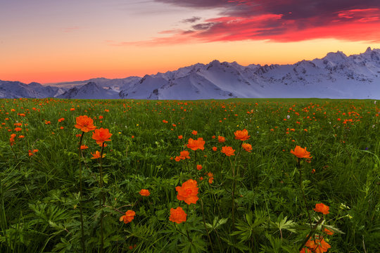 Beautiful floral meadow on a background of high mountains and su