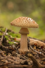 Edible Blusher fungi (Amanita rubescens)