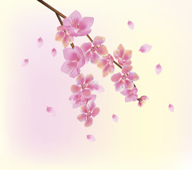  Sakura   .Spring   flowers sakura blossom