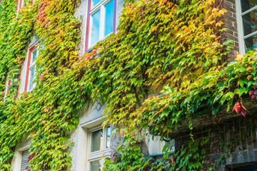 Windows in autumn with green ivy