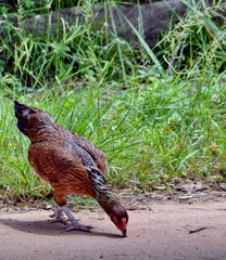 Chicken is the most farmed animals in a Zen inspired.