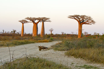 Sunset in Baobab Alley - Madagascar