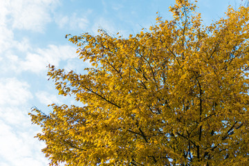 Tree with yellow leaves, the daytime sky. Perk up view