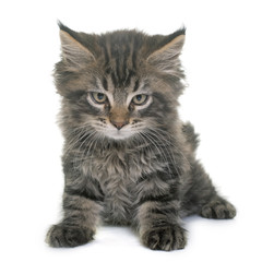 maine coon kitten