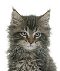 maine coon kitten