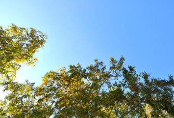 Autumn trees. Branches with green and yellow leaves illuminated by the sun. Against the background of the blue sky.