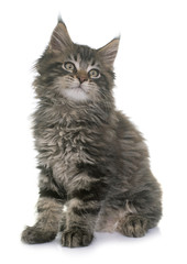 maine coon kitten