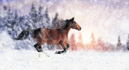 Horse runs gallop