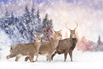 Deer in winter forest