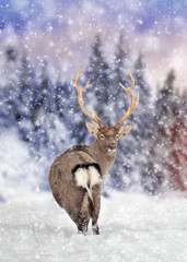 Deer in winter forest