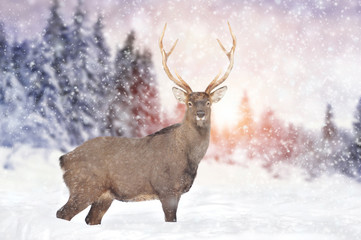 Naklejka premium Deer in winter forest