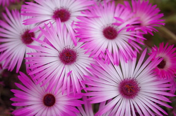 Obraz premium Vibrant Pink and White Ice Plant Flowers Blooming in Close Up