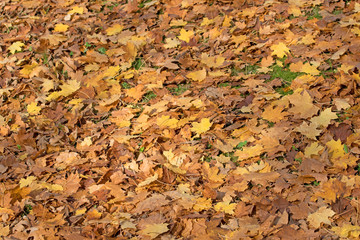 Ahornblätter, Laubfall, Herbst