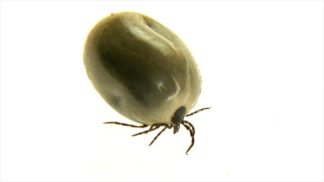 10561 big fat castor bean tick turn
