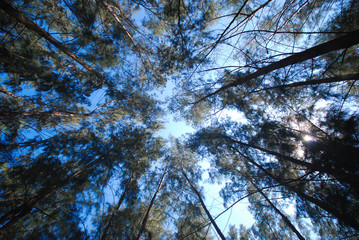Pine forest and sky