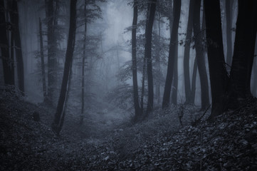 Fototapeta premium ciemna noc w lesie