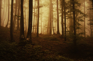 autumn forest landscape