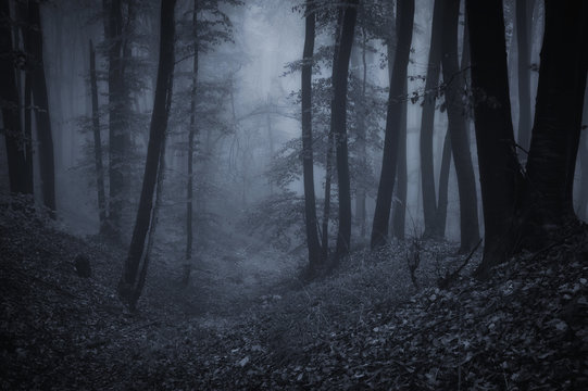 Fototapeta dark night in forest