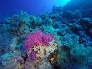 Fototapeta na wymiar Softcoral at the Daedalus Reef, Red Sea, Egypt