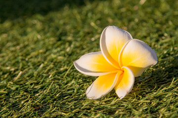 beautiful Tropical flowers frangipani  or Plumeria Isolated on grass