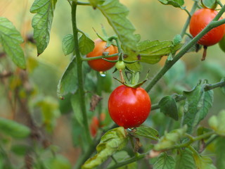 Autumn Tomato After Rain