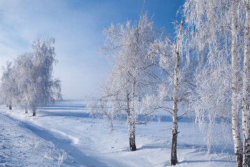 winter landscape with trees covered by hoarfrost