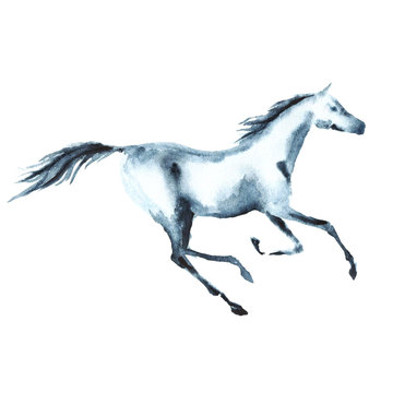 Watercolor galloping horse on white. Hand painting illustration. Equestrian sport.