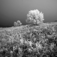 Rime valley. Morochrome colors