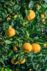 many Yuzu on the tree