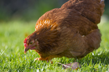 hen in the garden on a farm - free breeding
