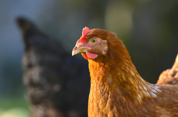 hen in the garden on a farm - free breeding