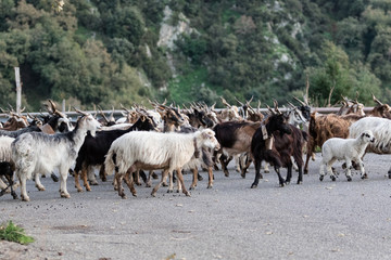 Il pascolo in transumanza