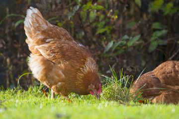 hen in the garden on a farm - free breeding