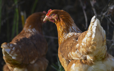 hen in the garden on a farm - free breeding