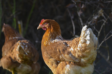 hen in the garden on a farm - free breeding