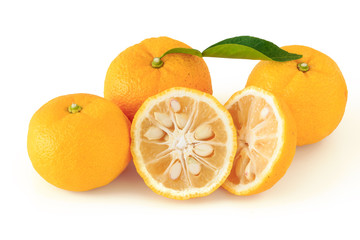 Citrus junos on white background