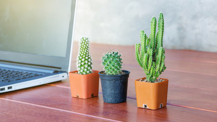 Cactus collection in small flower pots and a laptop.