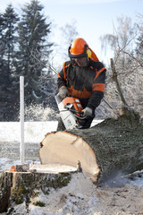 Fototapeta na wymiar Proffesional Lumberjack Cutting big Tree during the Winter wearing protection clothes using chainsaw close up view.