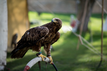 Brown Eagle with Turned Head