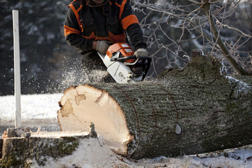 Proffesional Lumberjack Cutting big Tree during the Winter wearing protection clothes using chainsaw close up view.