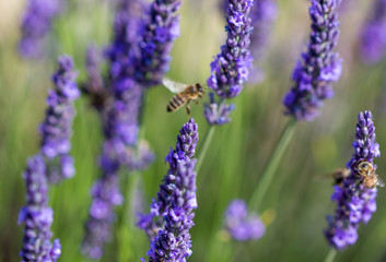 Blurred summer background of  lavender flowers with bee , soft focus / Lavender Field in the summer / lavender flowers