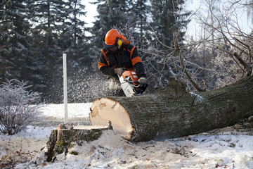 Proffesional Lumberjack Cutting big Tree during the Winter wearing protection clothes using chainsaw close up view.