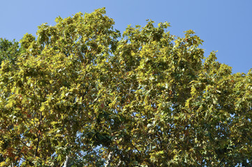 Plane (Platanus) tree top