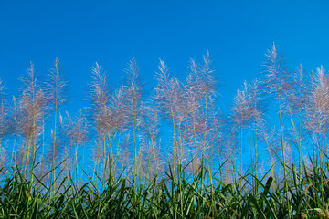 Sugar cane flower Sunrise,Beauty blue sky and clouds in daytime in Thailand