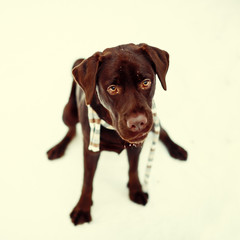 Pretty brown Labrador Retriever in winter